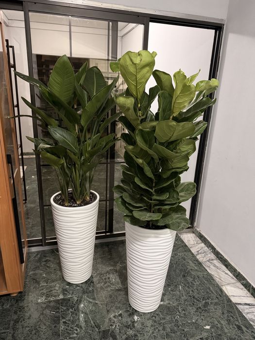 Озеленение офисов, помещений. Напольные растения