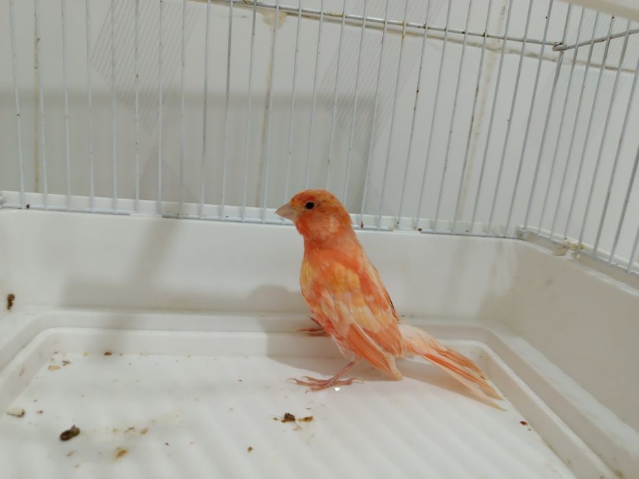 Кенар, канарейка нар