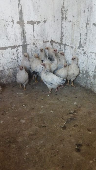 Продам куры домашние