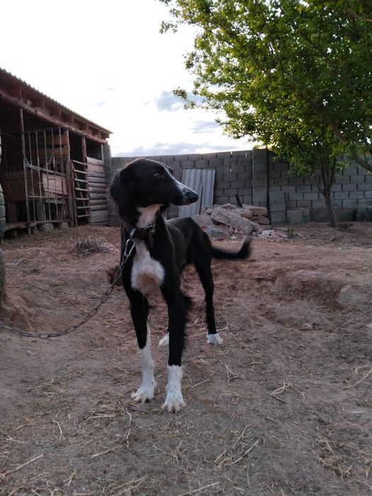 Тазы ит бір жас сатылады