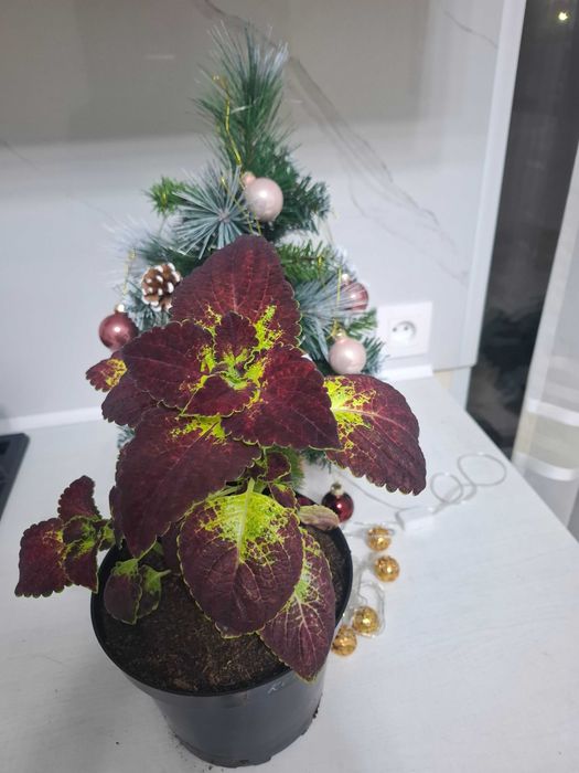 Колеусы вегетативные, семенные