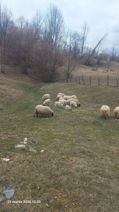 Oile si mei sunt de vânzare