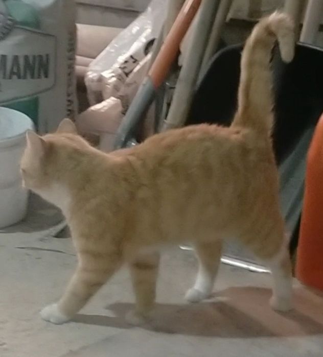 Котёнок в поиске семьи