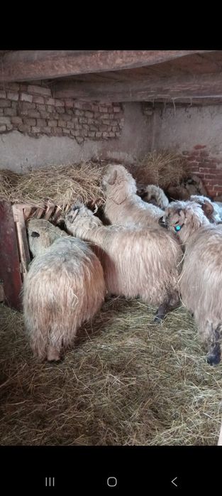 Vând 19 mioare (oi)