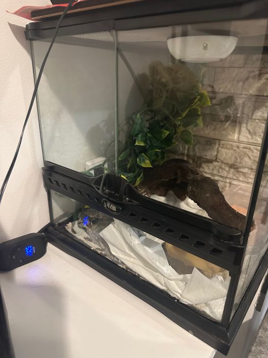 Vand set, gecko leopard