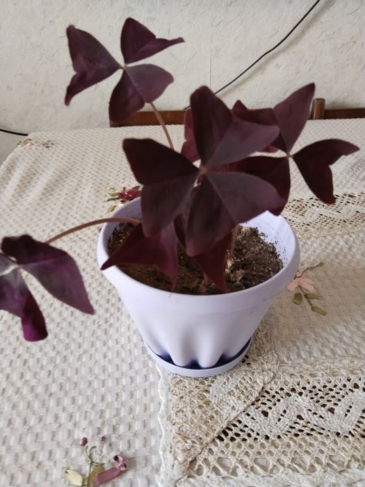 Кислица оксалис бабочка