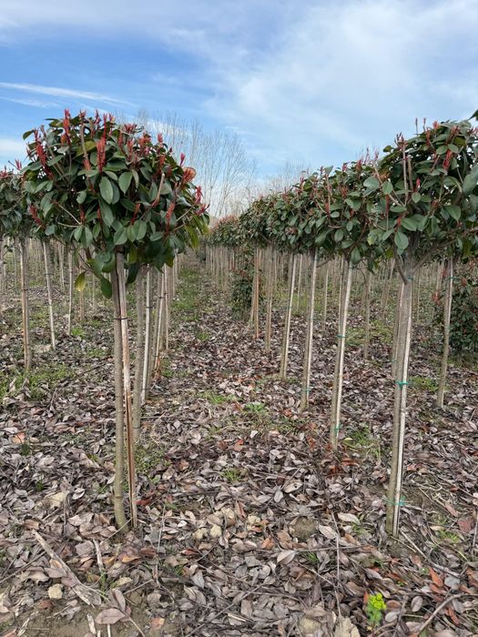 Magnolie salogena Chiparosi leilandi