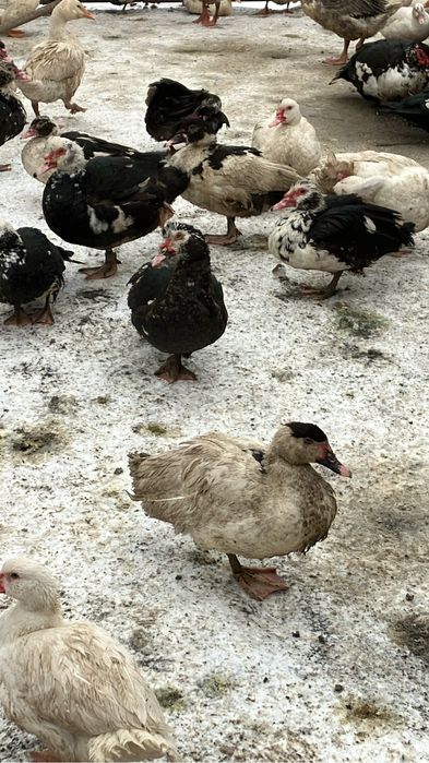 Продаю уток , индоуток ,гусей