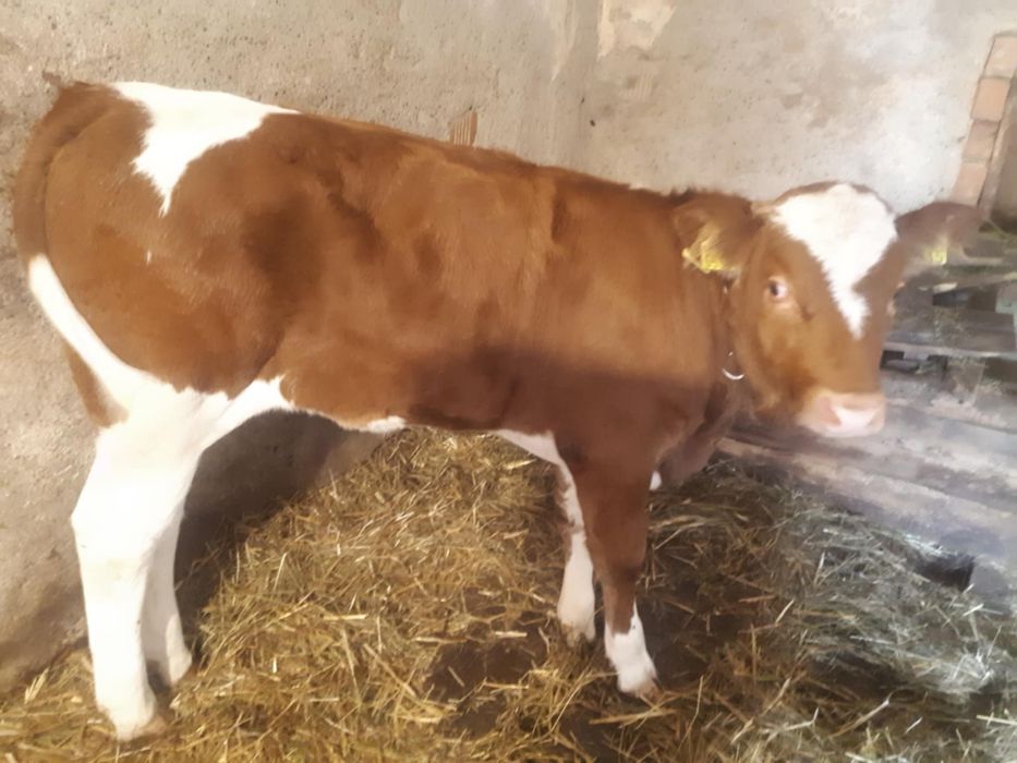 Vaca si vitica de vanzare
