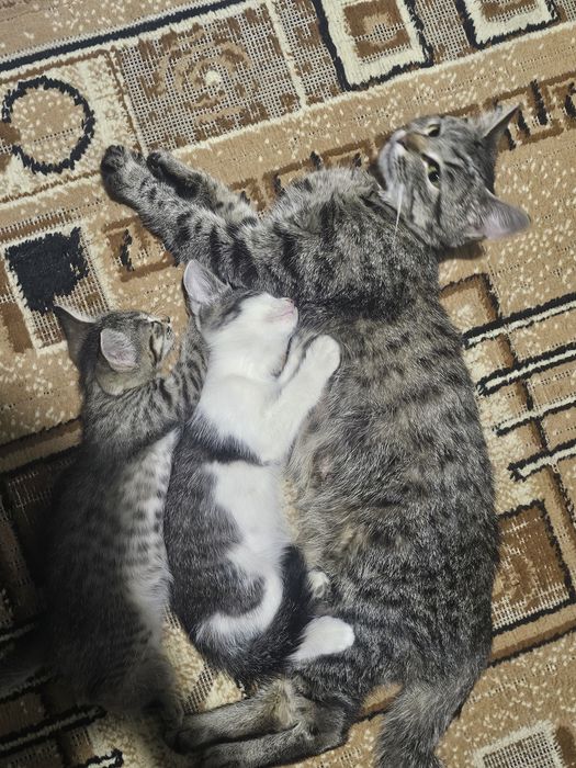 Ona mushuk bor xomilador yaxshi boqadigan insonlaga beraman toza muwk