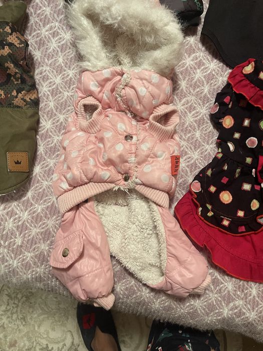 Одежда для собак мелких пород