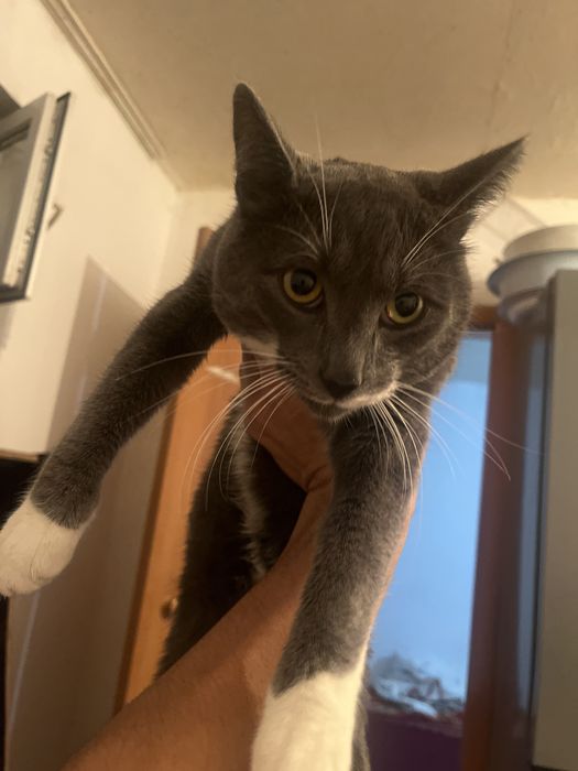 Кошки мысык коттттт