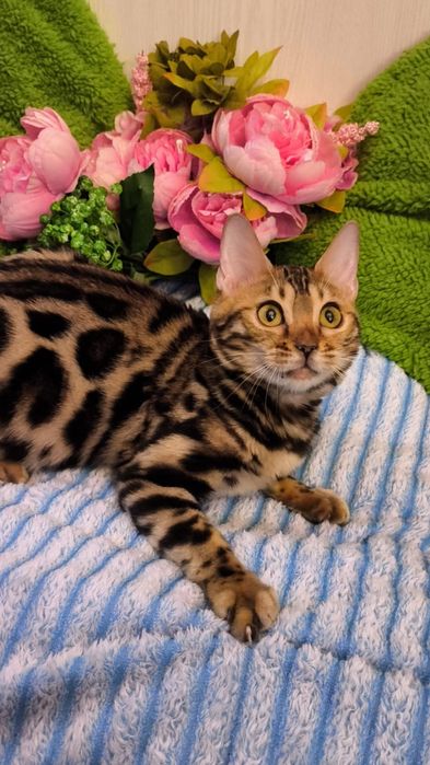 КРУТАЯ Бенгальская Девочка !