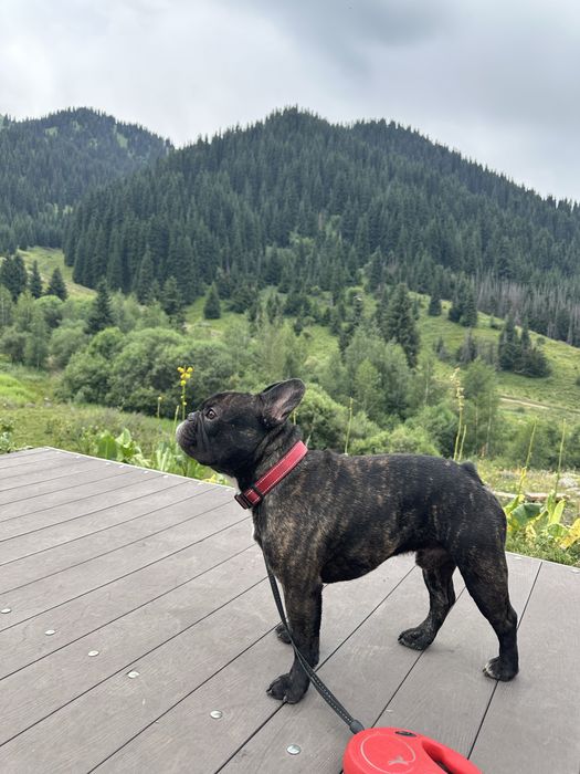 Вязка французкий бульдог