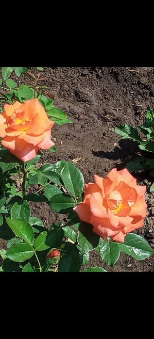 Продам дачу. Не затапливается