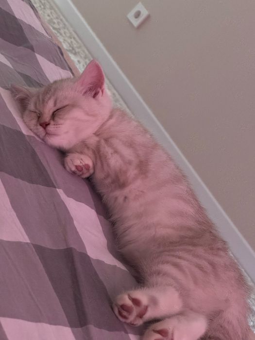 Котята Шотландцы