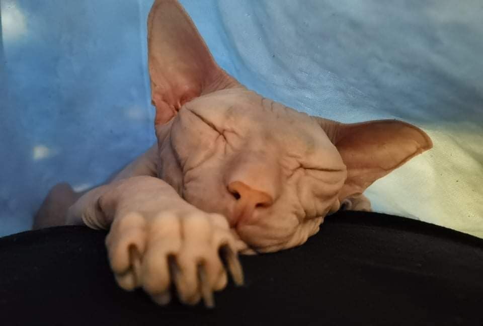 Подарявам котка сфинкс