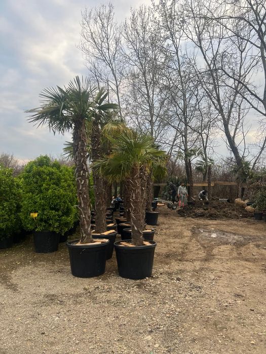 Palmieri Trachycarpus rezistenți la îngheț