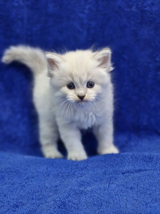 Котенок Девочка. ОЧЕНЬ ласковая ручная .Смесь  шотландского и сибирско