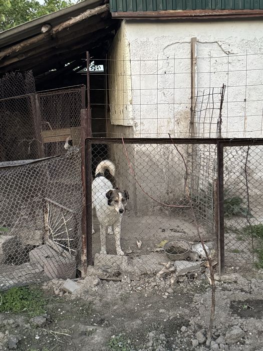 Отдам в хорошие руки