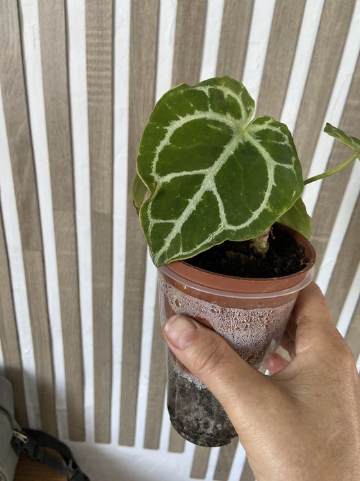 Продам цветы, укорененные черенки