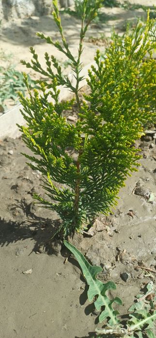 Туя көшеттері бар