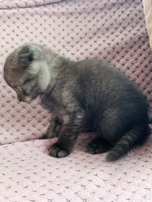Отдадим котят в добрые руки