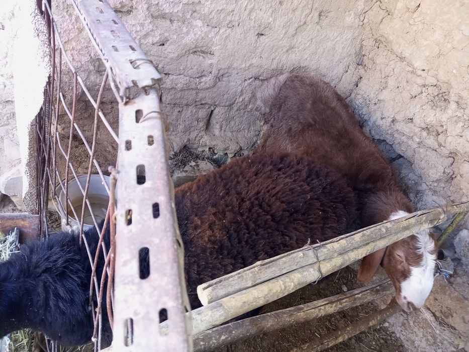 Qo'chqorlar sotiladi