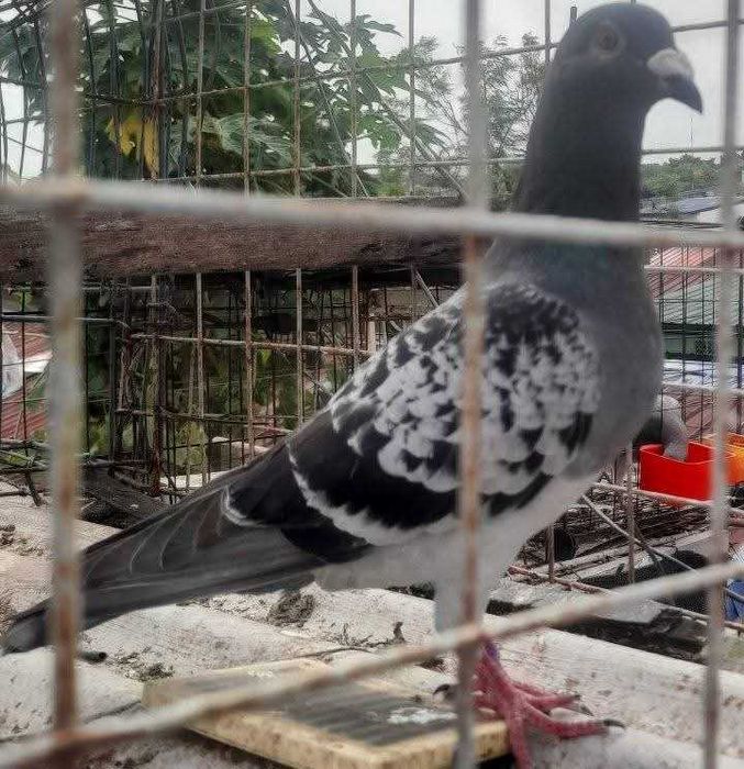 Porumbei woiajori