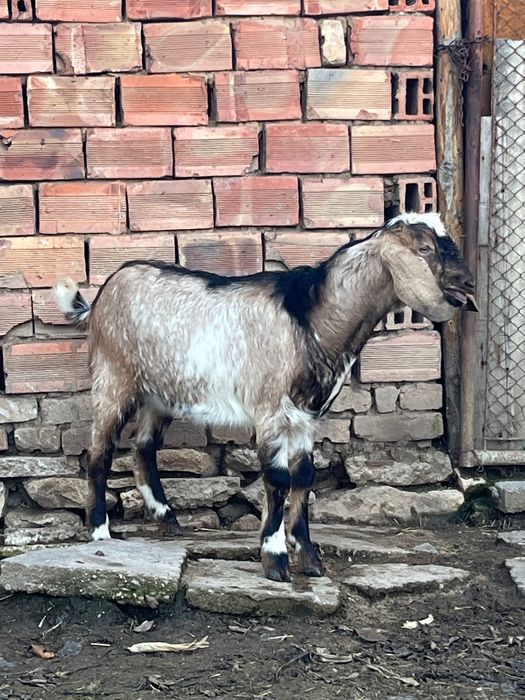 Млад  пърч продава или заменя