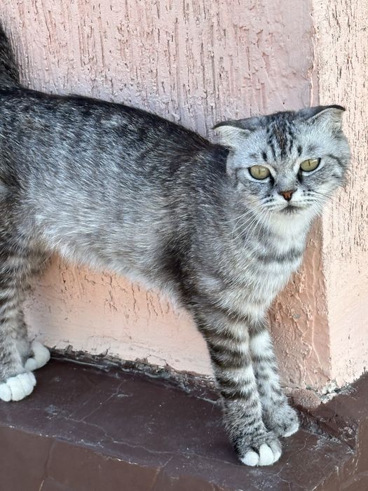 Котята новорожденные