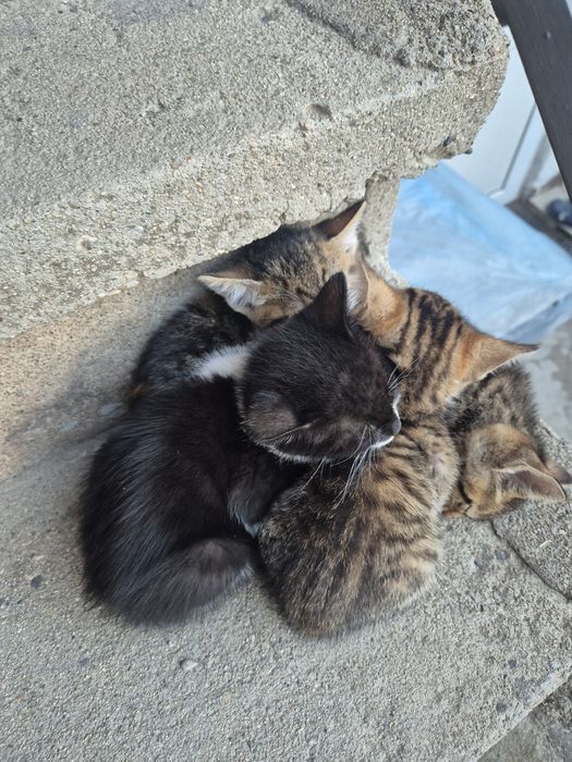 Подарявам малки котета