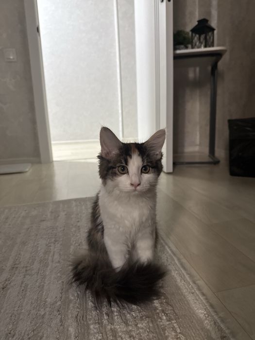 Котенок 4 мес девочка ищет любящую семью. Мейнкун с дворняшкой) помесь