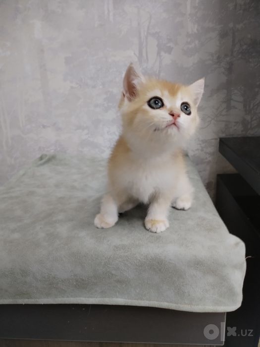 Продаются котята золотой шиншилы