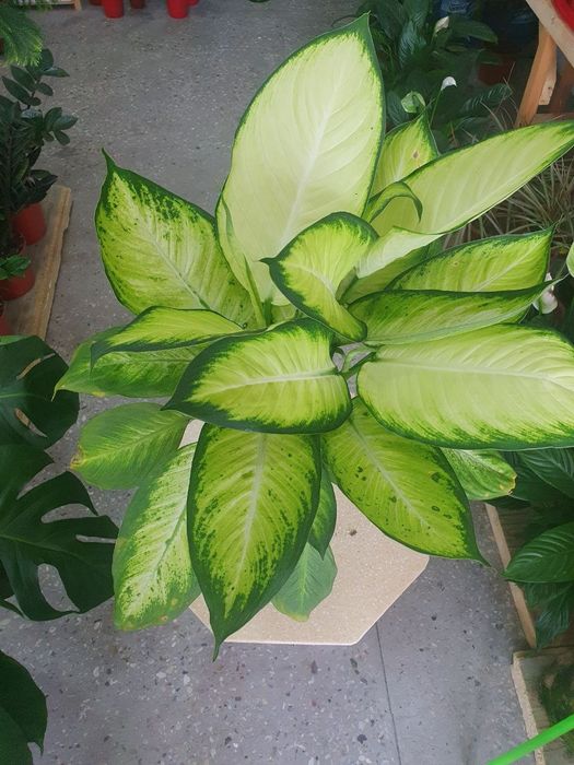 Deffenbahiya деффинбахия