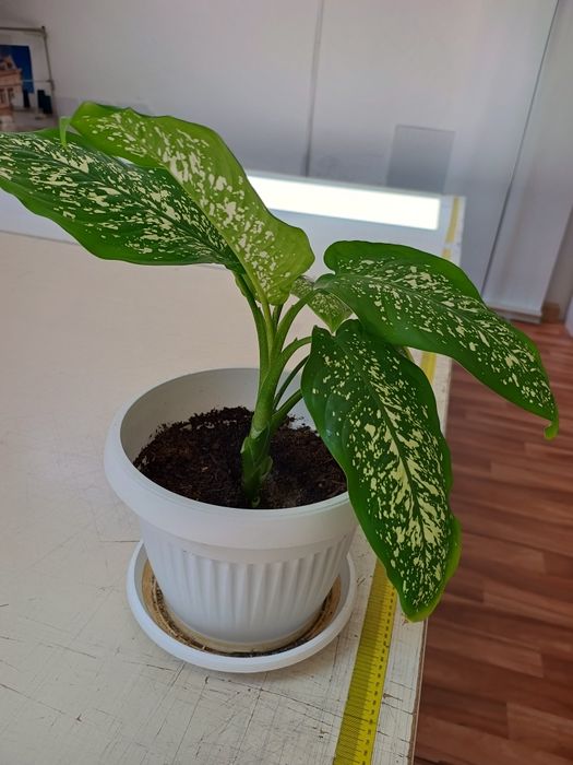 Дифенбахия цвете 0.50см