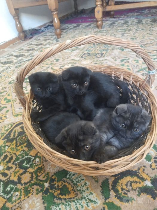 Британский скотиш фолд
