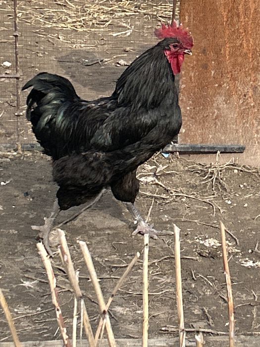 Продам Джерсийский гигант