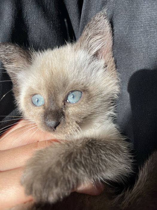 Сиамская кошка девочка