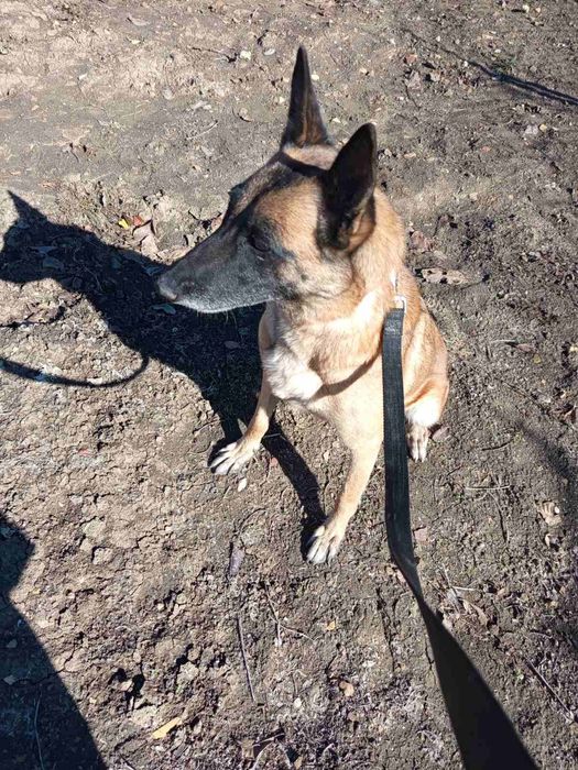 Белгийска овчарка