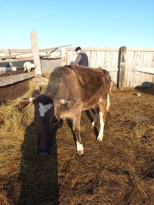 Продам срочно тёлку