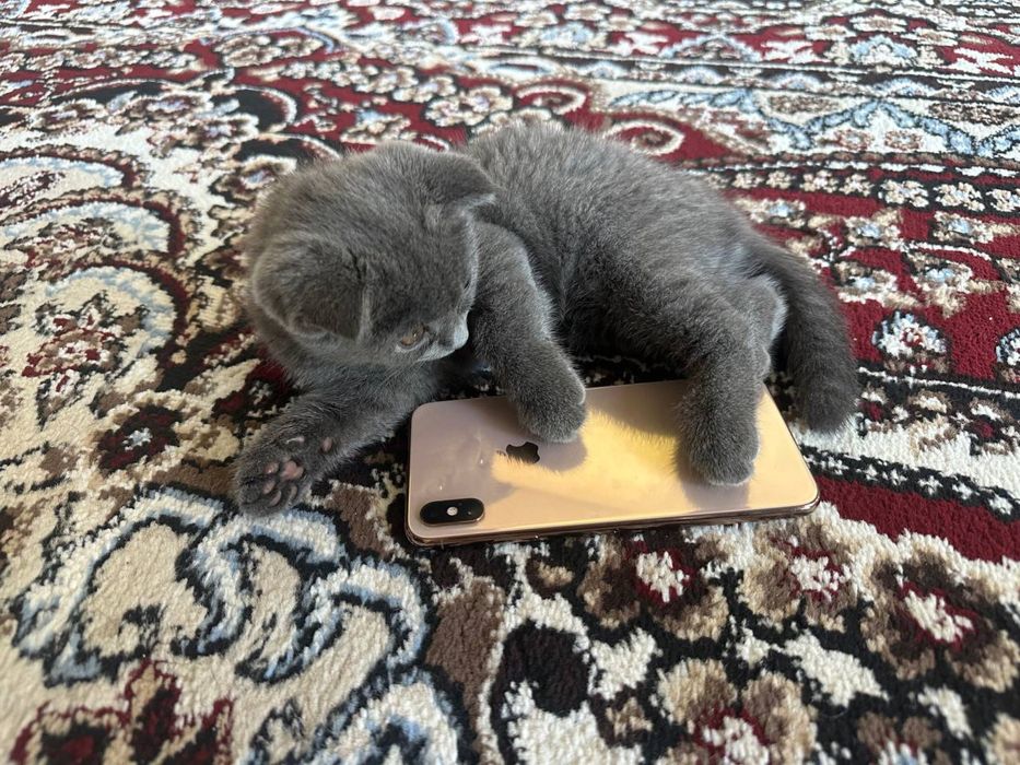 Мушук боласи