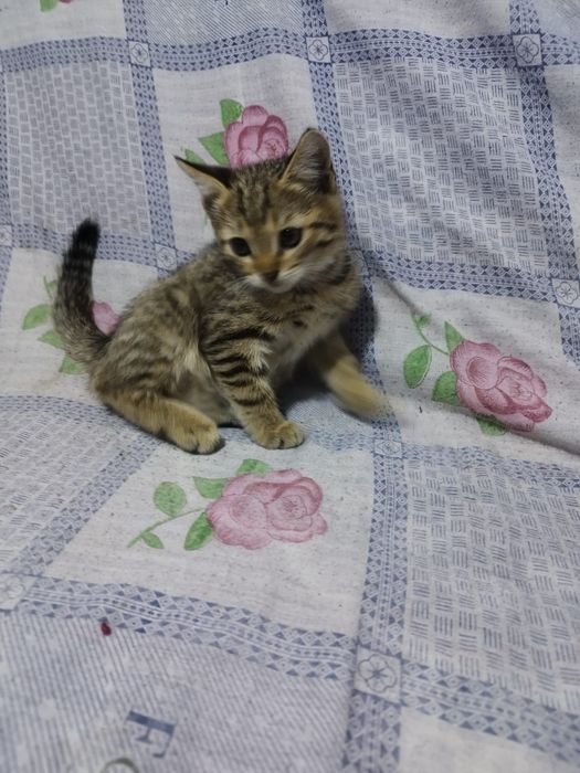 Отдам 2-х месячных  котят
