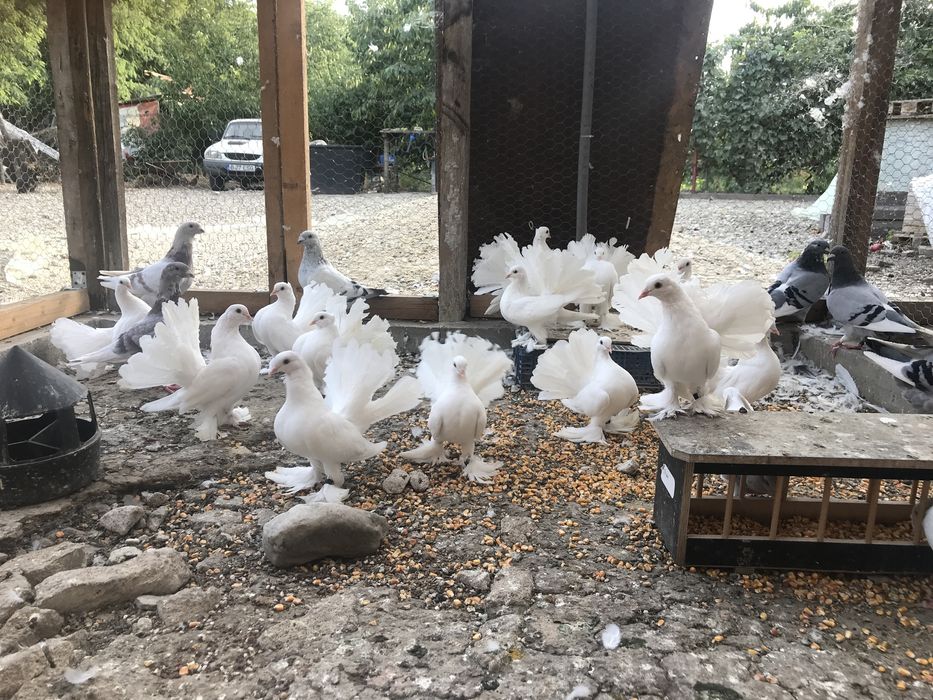 Porumbei voltati indieni si maghiari!