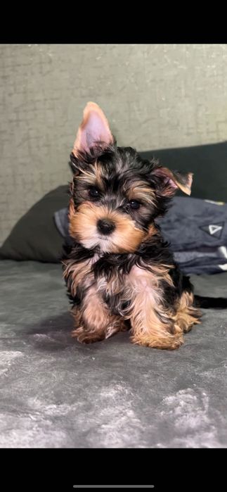 Щенок йоркширского терьера