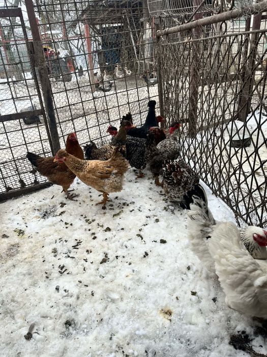 De puicute de 7 luni de vanzare