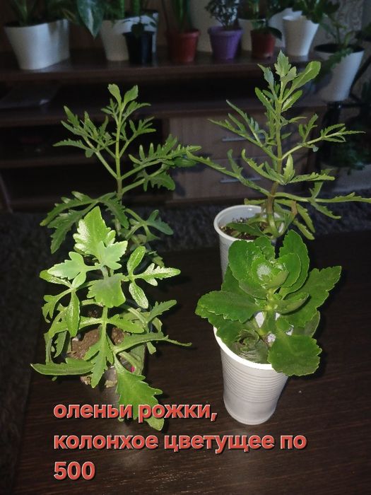 Продажа цветов, в наличии