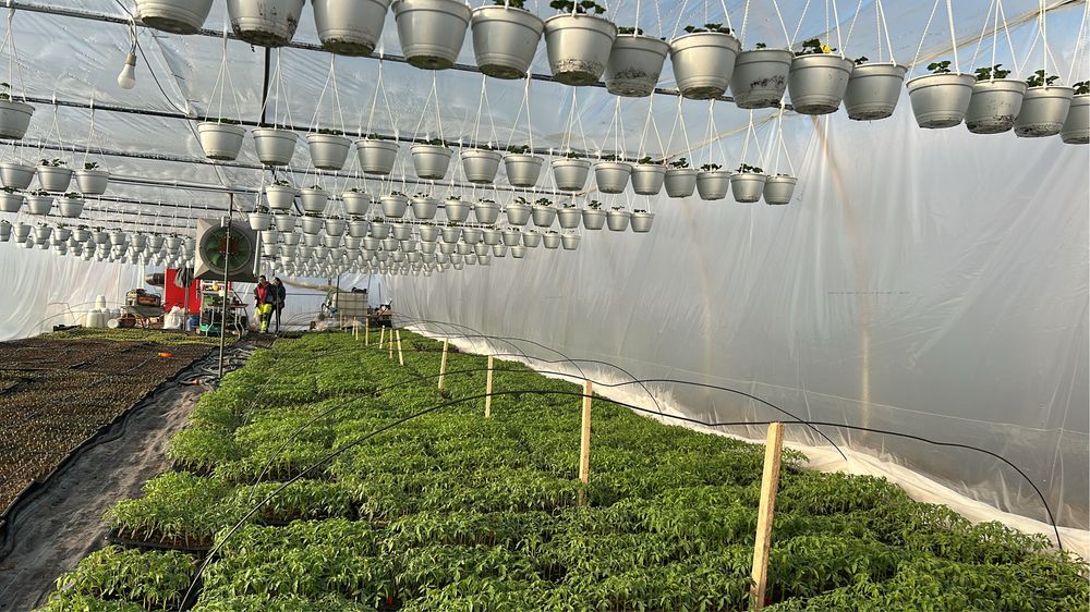 Răsaduri de legume direct de la producător AXIUC