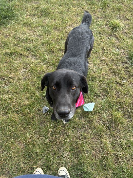 Donez femela mix metis labrador