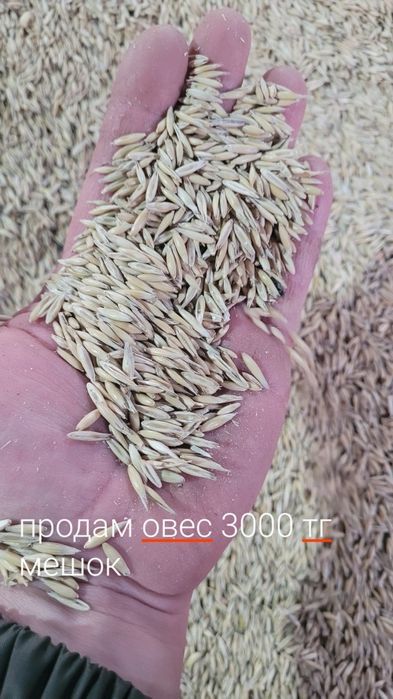 Продам ячмень сухой